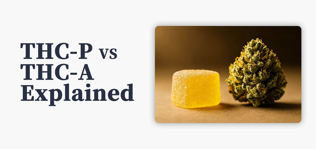 thc-p vs thc-a explained